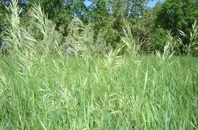 Как вырастить свитграсс северный