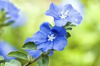 Уход за цветами Blue Daze