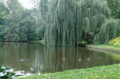 Как создать тихий сад на заднем дворе