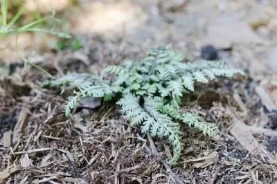 Как ухаживать за японским расписным папоротником
