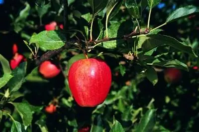 Домашний органический пестицид для фруктовых деревьев