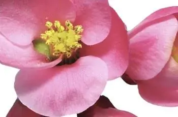 Цветут цветы Chaenomeles Japonica (айва японская). я