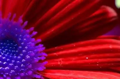 Болезни герберы