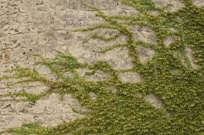 Каковы методы лечения пятнистости листьев английского плюща?