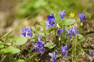 Как уничтожить дикие фиалки на газонах