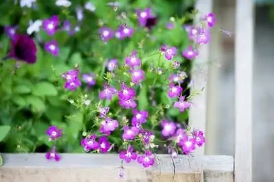 Как ухаживать за растениями лобелии