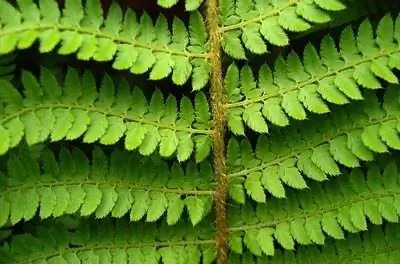 Жизненный цикл Dryopteris