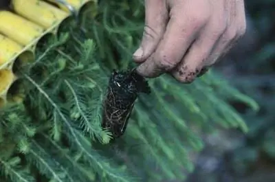 Как прорастить семена итальянского кипариса