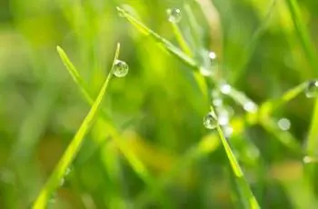 Роса на траве