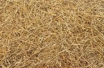 Текстура сена