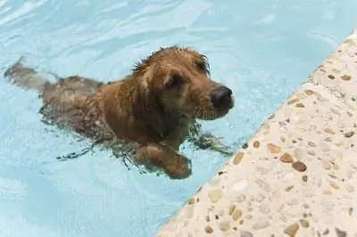 Как убрать собачью шерсть из бассейна?