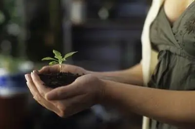 Как вырастить красное дерево во Флориде из семян