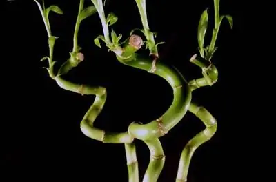 Что означают бамбуковые растения в форме сердца?