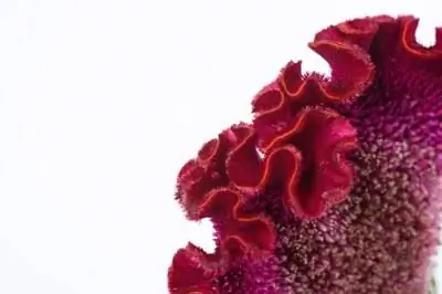 Информация по уходу за растением Целозия