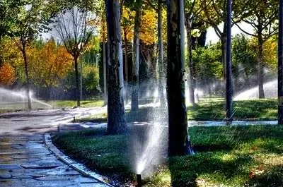 Важность воды в жизни растений