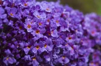 куст бабочки