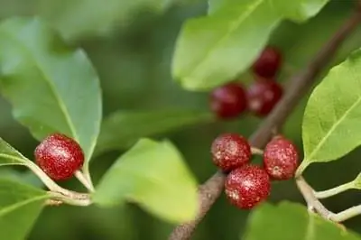 Факты о русской оливке