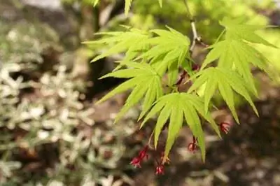 Различные виды японских клёнов