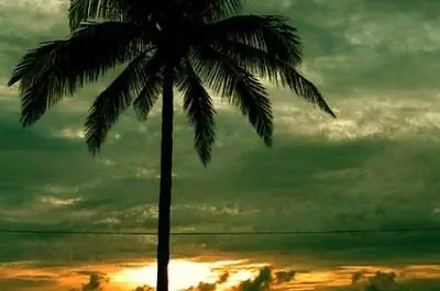 О болезни королевской пальмы