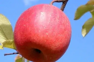 Когда опрыскивать яблони от глистов