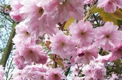 Факты о вишневом дереве Кванзан