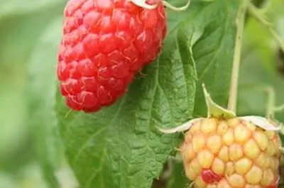 Как посадить малину из семян