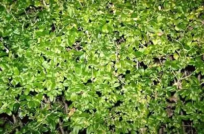 Как размножать черенками живую изгородь бирючины