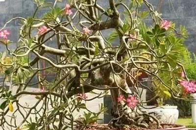 Как выращивать рододендрон бонсай