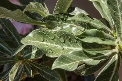 Использование мыла в качестве средства для прилипания и распределения гербицидов