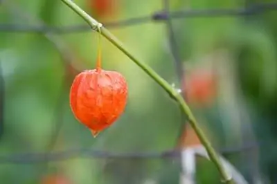 Как ухаживать за китайским фонариком