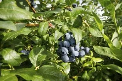 Как обработать кусты черники с пятнами