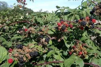 Вредитель & Идентификация болезней на растениях ежевики