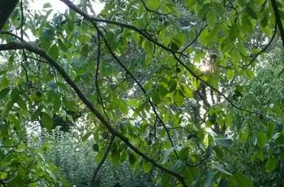 Tennessee Fruit & Ореховые деревья