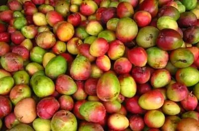 Как вырастить манговые деревья в горшках