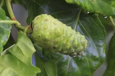 Как вырастить растение нони