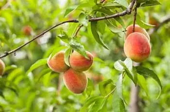Персики на дереве