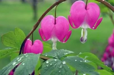 Как разделить растения «Кровоточащее сердце»