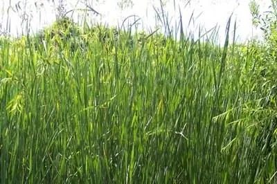 Как избавиться от наклеек с травой во дворе во Флориде