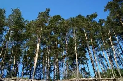 Горючесть сосен