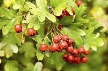 Плоды боярышника (Crataegus monogyna) Плоды боярышника (Crataegus monogyna)