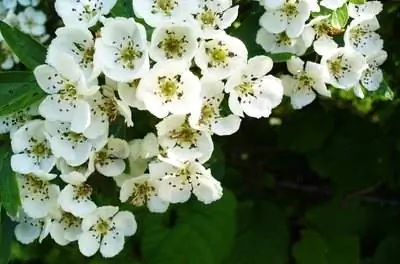 Факты о боярышнике