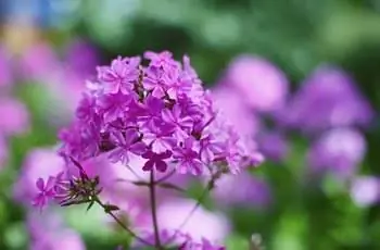 Букет фиолетовых садовых цветов флокса, мелкая глубина резкости.