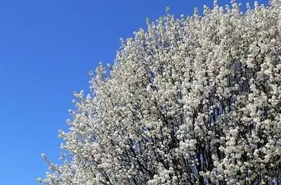 Рост груши Кливленда