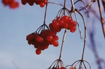 Связки вишен, растущих на ветвях Связки вишен, растущих на ветвях