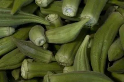 Как вырастить бамию из семян