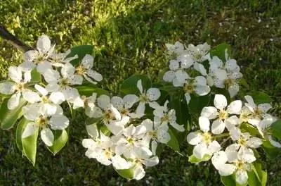 Факты о Кливлендской груше