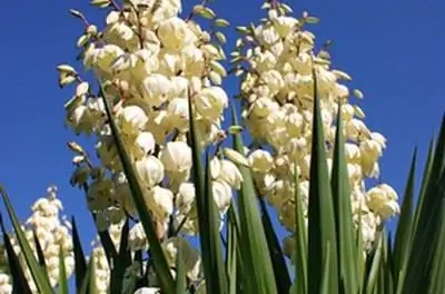 Что такое растение юка?