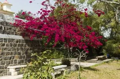 Деревья Бугенвиллеи