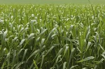 Зеленое зерновое поле после дождя