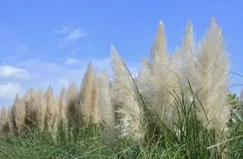 Пампасная трава